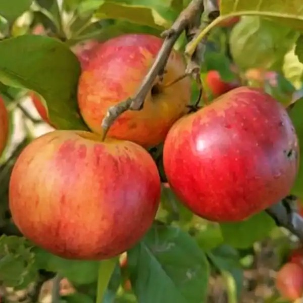 Rubinola almafa
